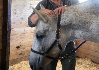 Equine Bodywork, CT, Westchester