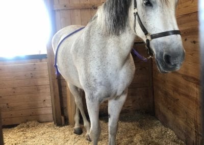 Equine Bodywork, CT, Westchester