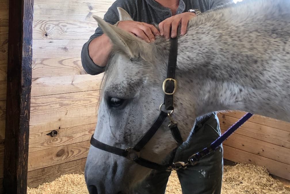 Masterson Method Equine Bodywork Horse Therapy Massage